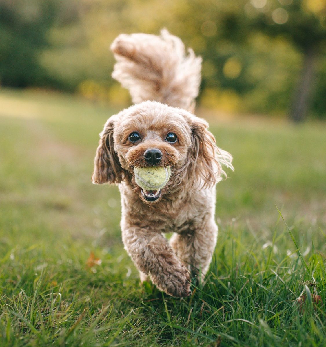 Hundefotografie und Paarshooting in Geislingen an der Steige