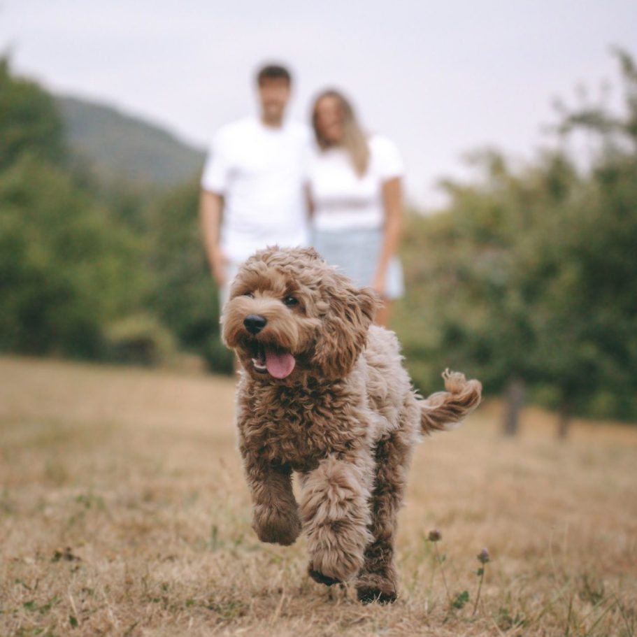 Hundefotografie und Paarshooting in Geislingen an der Steige